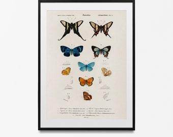 Vintage Lepidoptera Print | Antique Butterfly Collection Poster | Victorian Natural History Wall Art