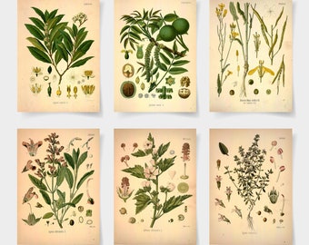 Puede incluir: Seis ilustraciones botánicas vintage de diferentes plantas, incluyendo un nogal, una salvia, un tomillo, una malva, una mostaza y un laurel. Cada ilustración presenta dibujos detallados de la planta, sus hojas, flores y semillas.