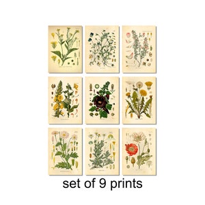 Set di poster botanici di 9 fiori, stampe botaniche di fiori selvatici, arte murale floreale, poster da giardino vintage, arte floreale, stampa da giardino vittoriana