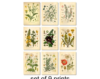 botanical posters, vintage botanical prints, wildflower posters, wildflower prints