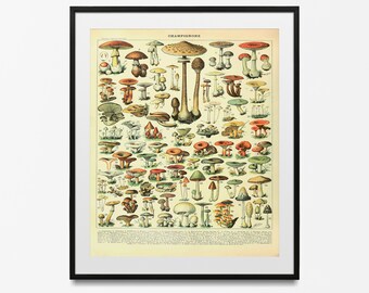 May include: Vintage illustration of various types of mushrooms, labeled with numbers and French names. The image is titled "CHAMPIGNONS" and features a variety of colors, including red, brown, white, and green.