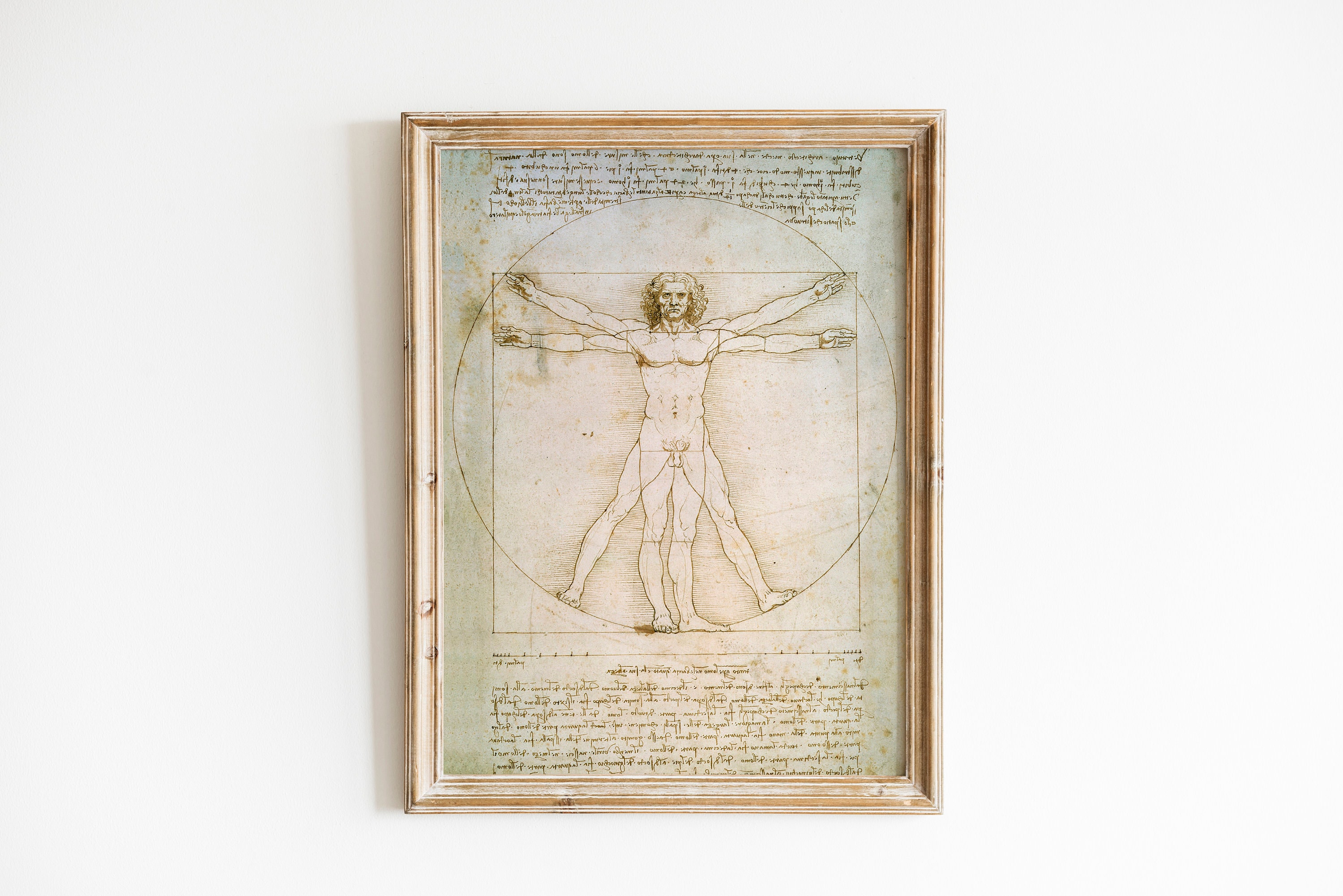 「ダビンチ: The Anatomy of Man」 ダビンチ: The Anatomy of Man」 Leonardo Da Vinci: The