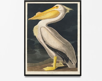 Vintage Audubon American Pelican Art Print, Coastal Beach Decor