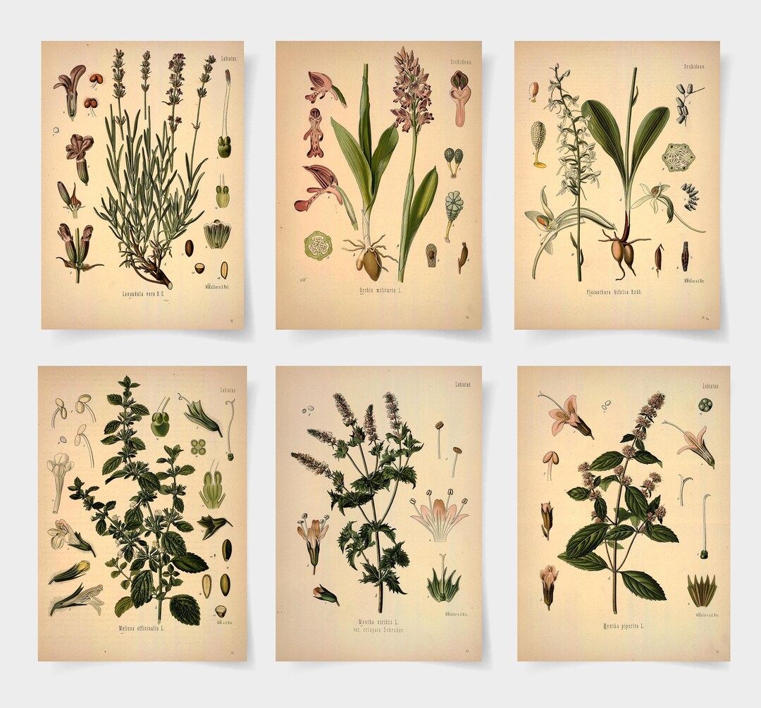 Vintage Botanical Prints Set, Victorian Garden Flower Art, Set of 6 - Etsy