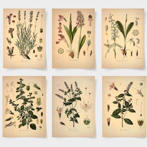 Botanisches Poster Set mit 6 Blumen, Botanische Drucke Wildblume, Blumenwandkunst, Vintage Gartenplakat, Blumenkunst, viktorianischer Gartendruck