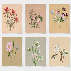 vintage Botanische Poster Set mit 6 botanischen Postern, Botanische Drucke Wildblumen, Blumenwandkunst, Vintage Gartenplakat, Blumenkunst,