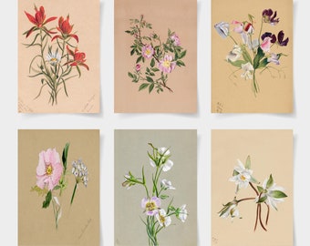 vintage botanische prints set van 6 botanische posters, botanische prints wilde bloemen, florale kunst aan de muur, vintage tuinposter, bloemsierkunst,