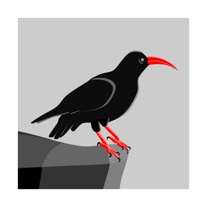 Chough Card, Cornish Chough on a Cliff, Cornwall&#39;s National Bird, Card for Cornishman, Palores, Rewliding in Cornwall