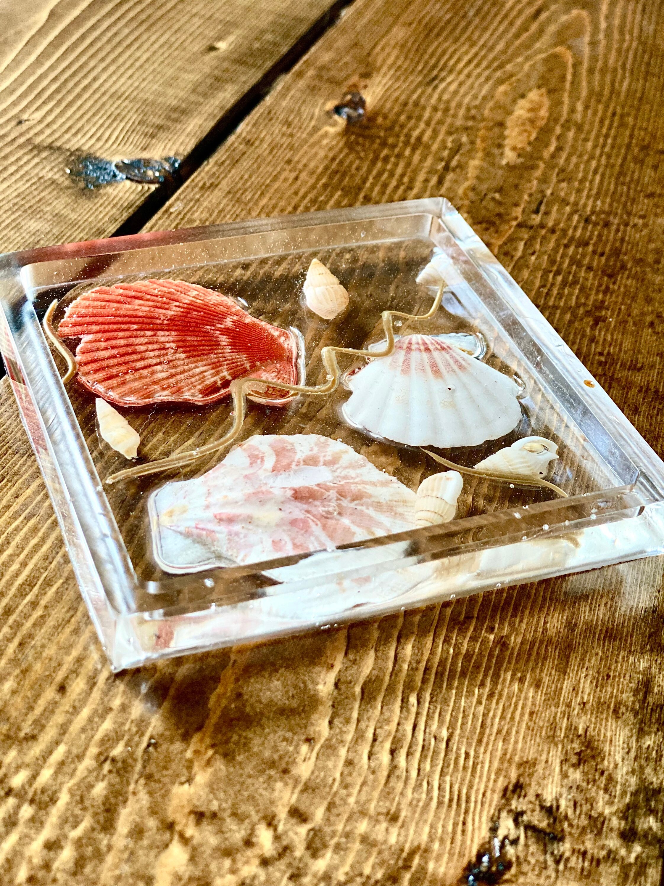 Shell Coasters Resin Shell Coaster Resin Coaster Ocean Etsy