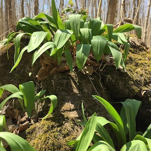Peut inclure: Gros plan sur un gros rocher recouvert de mousse avec des plantes vertes feuillues qui poussent dessus. Les plantes sont dans un environnement forestier avec des arbres en arrière-plan.