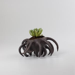 Puede incluir: Una maceta de cerámica marrón oscuro con forma de pulpo y múltiples tentáculos. Contiene tierra y una pequeña planta suculenta verde. Diseño único para la decoración del hogar.