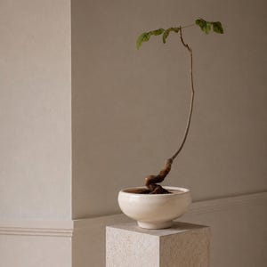 Puede incluir: Una planta pequeña y delgada con un tallo leñoso retorcido y pocas hojas verdes en la parte superior, plantada en un cuenco de cerámica de color blanco roto liso con base redondeada. La planta tiene una forma curva distintiva que se eleva verticalmente.