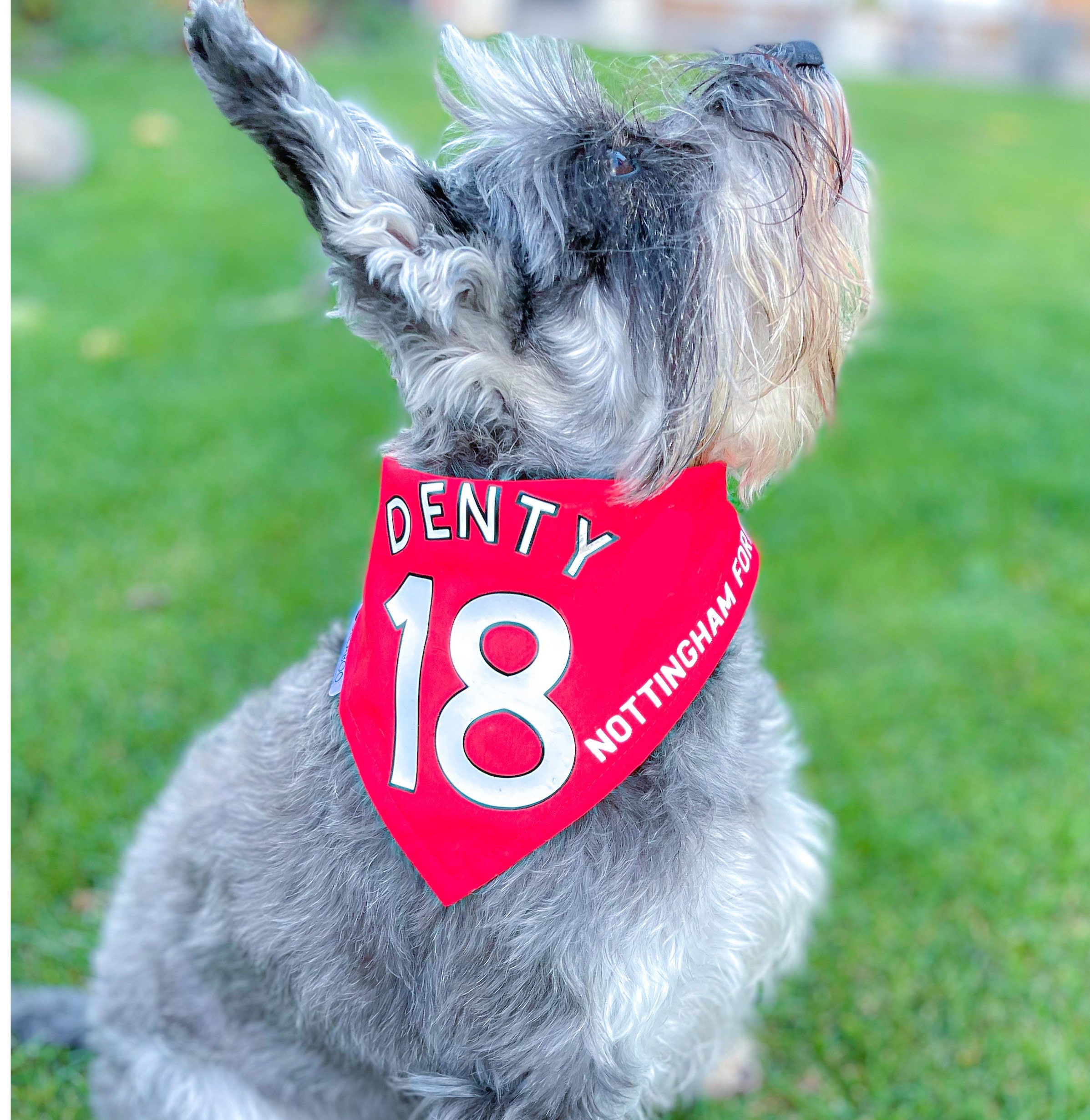liverpool dog coat small