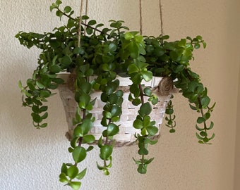 White Plant Hanging Basket