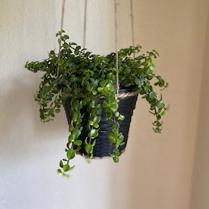Plant Hanging Black Basket
