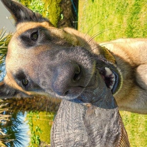 RAW FED TREATS, Flounder dog treat, healthy dog treat, whole fish dog treat, natural dog treats, fishy dog treats, raw feed dog treats, chew