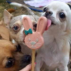 May include: Three chihuahua dogs looking at a pink bunny-shaped dog treat on a stick. The bunny treat has a green bow and a painted face. The dog in the foreground is licking the treat.