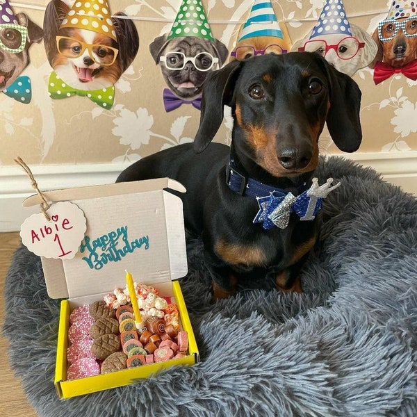 Birthday Dog Treat Box, dog birthday treats, dog birthday boy, dog birthday girl, gift for dog lovers, dog birthday hat, gourmet dog treats