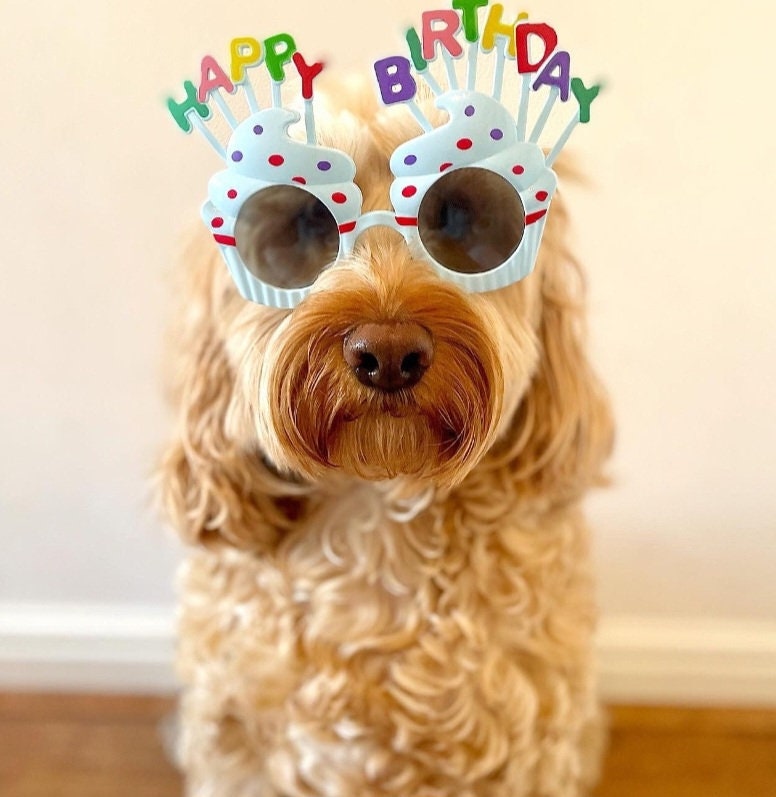 Birthday outfits for dogs deals