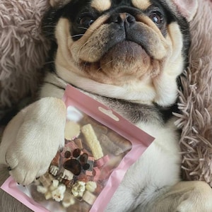 May include: A tricolor pug dog is lying down, holding a pink bag of dog treats. The bag has a paw print design and the text "DOG SIZE". The dog is resting on a fluffy, light brown surface.