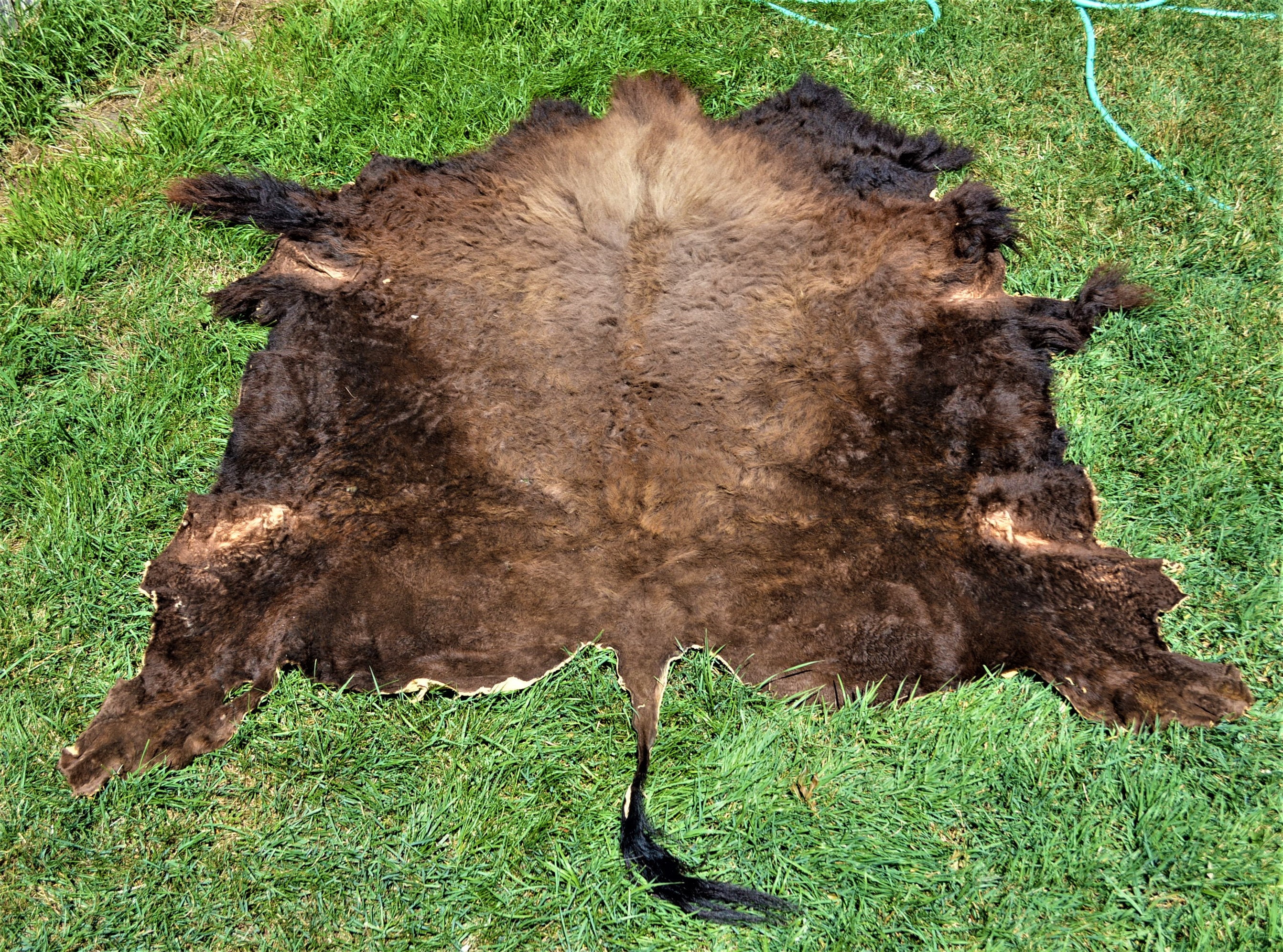 Buffalo Hide Etsy