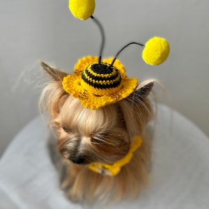 Crochet Dog Hat Pattern for Small Breed Dogs