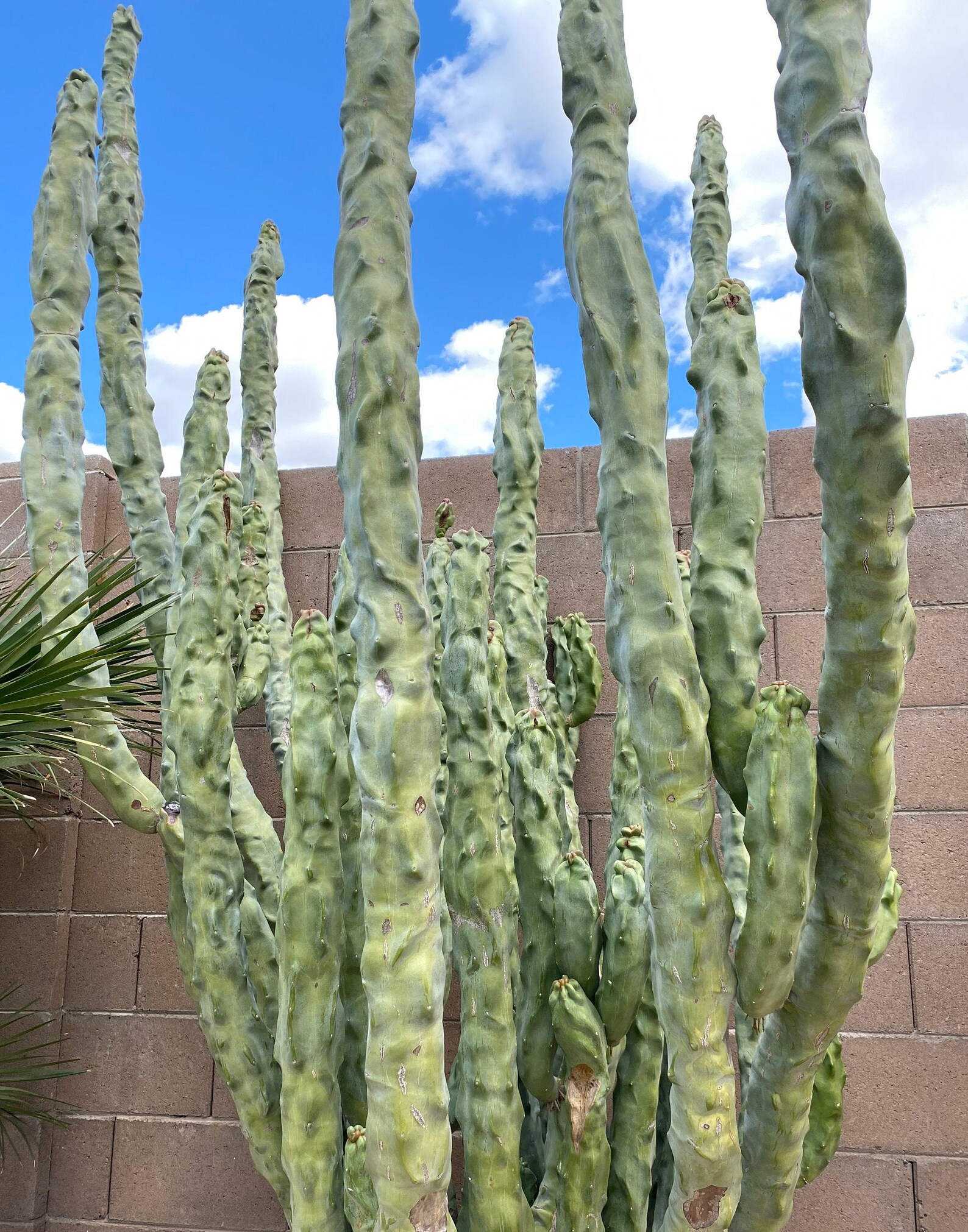 Totem Pole Cactus pachycereus/lophocereus Schottii F. Etsy