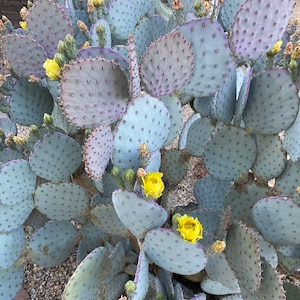 Santa Rita Prickly Pear (Opuntia violacea var. santa rita)