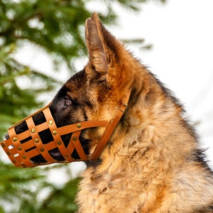 May include: A brown leather dog muzzle with brass accents. The muzzle is on a German Shepherd dog.