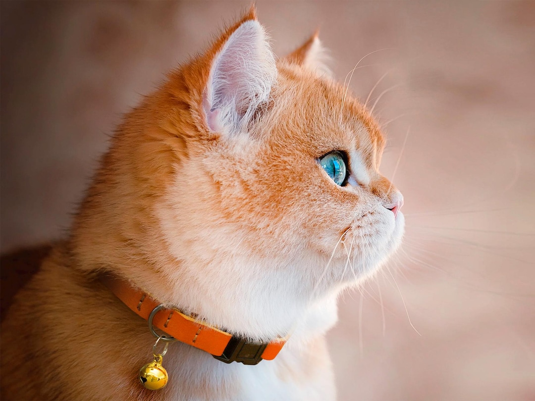 Personalized Leather Cat Collar, Adjustable Cat Collar With Bell ...