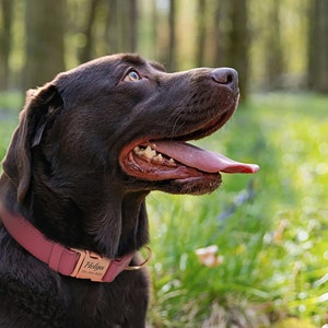 Puede incluir: Un perro Labrador Retriever marr&oacute;n chocolate con un collar de cuero rosa con una etiqueta de nombre personalizada que dice "Helga". El perro est&aacute; mirando hacia arriba y tiene la lengua fuera.