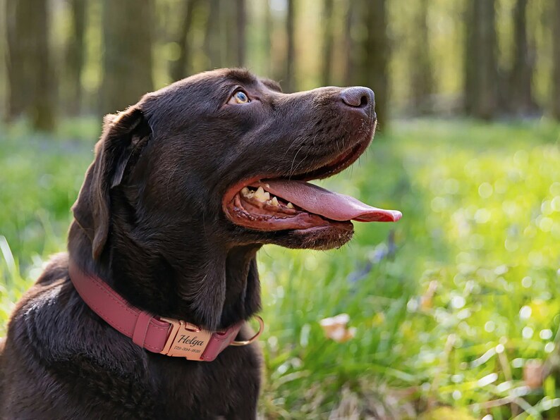 Puede incluir: Un perro Labrador Retriever marr&oacute;n chocolate con un collar de cuero rosa con una etiqueta de nombre personalizada que dice "Helga". El perro est&aacute; mirando hacia arriba y tiene la lengua fuera.