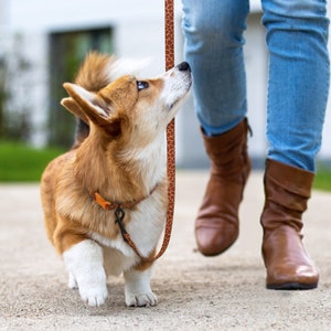 Laisse personnalisée pour petit chien de grande taille, accessoires personnalisés pour chien, laisse pour chien avec plaque d'identification, cadeau pour amoureux des chiens, laisse gravée pour chiot image 2