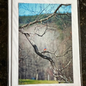 Ensemble de 4 cartes pour notes photographiques originales - Oiseaux bleus du Vermont