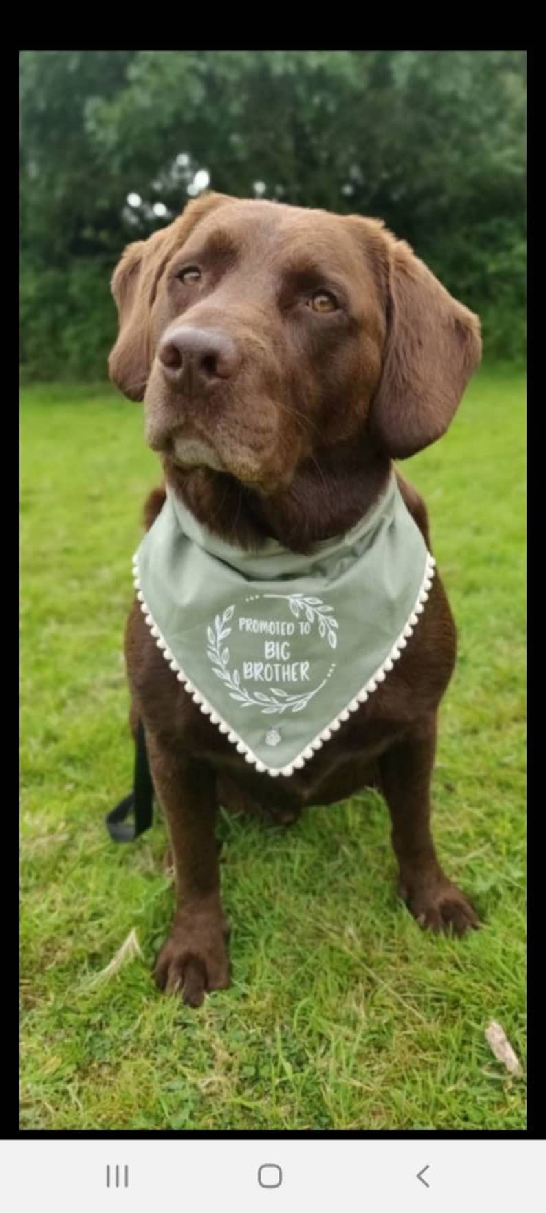 Big brother or big sister dog bandanas image 4