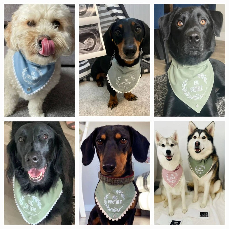 Big brother or big sister dog bandanas image 9