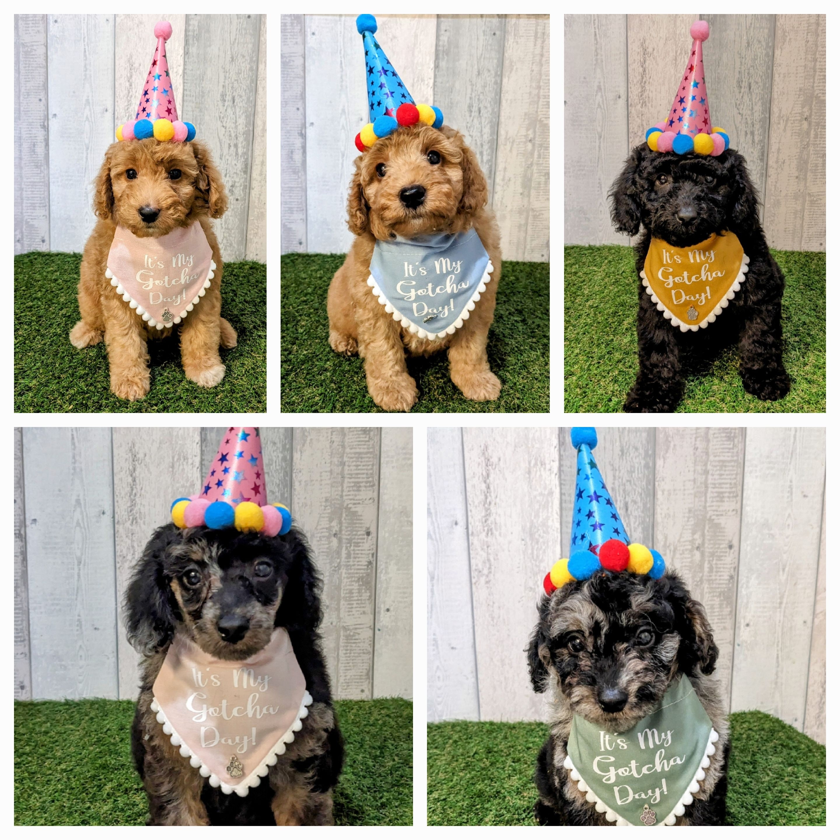 Gotcha Day Dog Bandanas Pawsitivelyspoilt