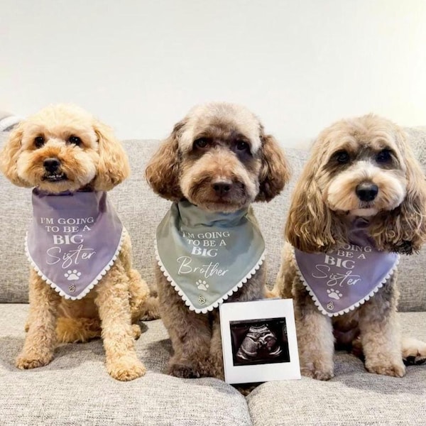 Pañuelos para perros "Voy a ser hermano mayor o hermana mayor"