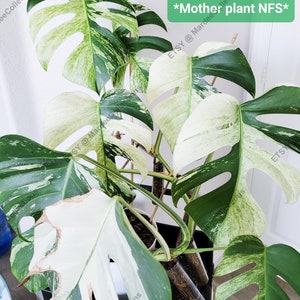 Variegated Monstera "MINT" NoID Plant - FREE UPS Next Day Air Shipping, Jungle Mint, Monstera Mint, Variegated Mint Monstera