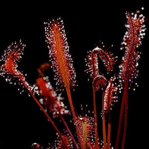 Drosera Capensis &quot;All Red&quot; Seeds, Cape sundew, Perennial Subtropical, Carnivorous Plant