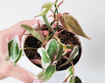 Variegated Philodendron Micans 'Velvet Halo' Cuttings - FREE SHIPPING