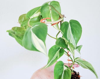 Philodendron ‘Rio’ Sport – Fully Rooted Live Plant – Silver Variegated Aroid – Free Priority Shipping
