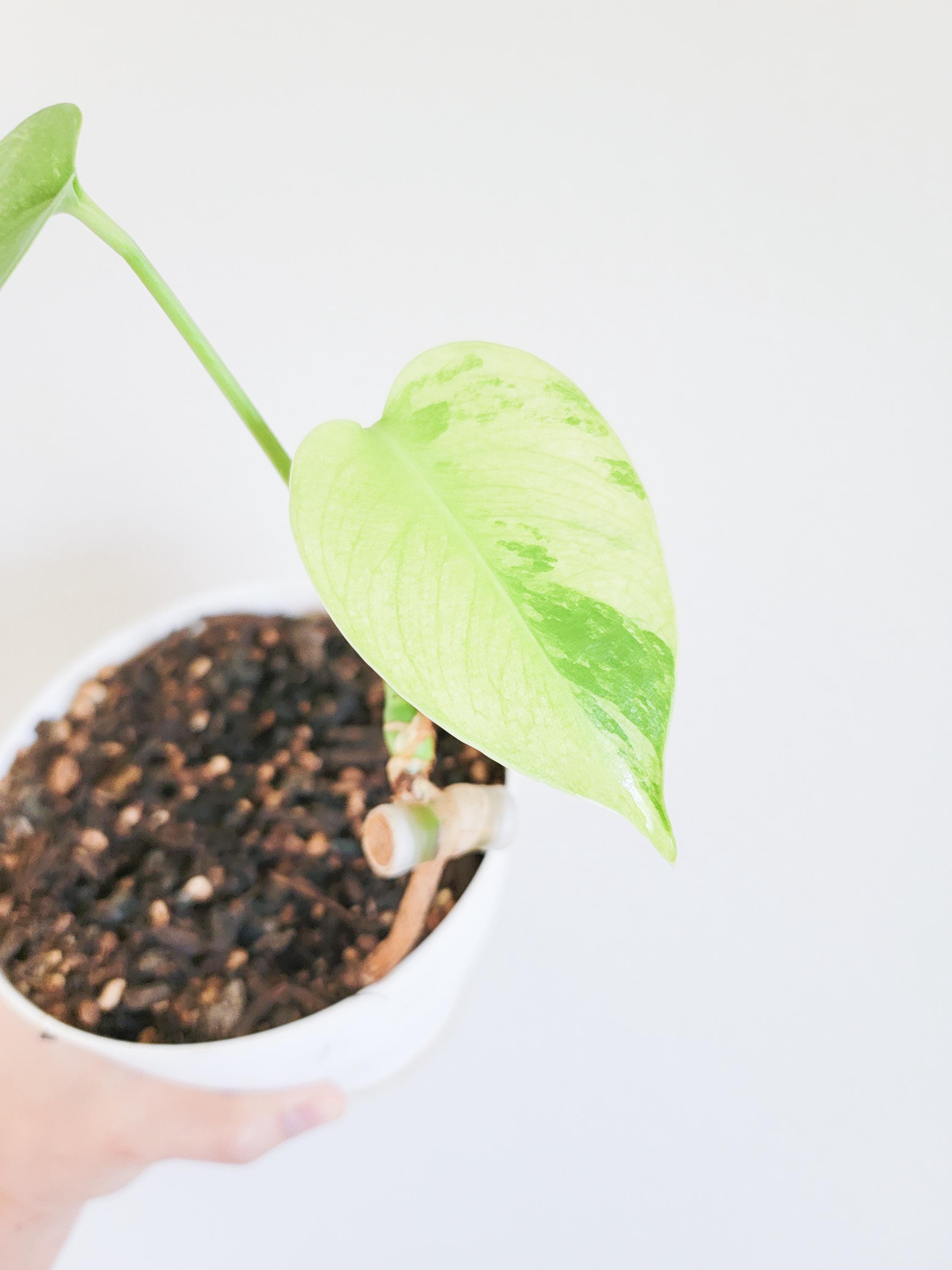 モンステラ デリシオーサ レモンライム 