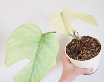 Variegated Monstera “Mint” NoID – Fully Rooted Live Plant – Non-Tissue Culture Jungle Mint – FREE Priority Shipping
