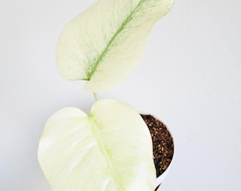 Variegated Monstera “Mint” NoID – Fully Rooted Live Plant – Non-Tissue Culture Jungle Mint – FREE Priority Shipping