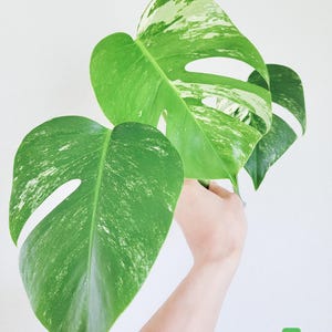 Variegated Monstera Albo Borsigiana Cutting – Rare Variegated Aroid – LIVE Plant Cutting – FREE Priority Shipping