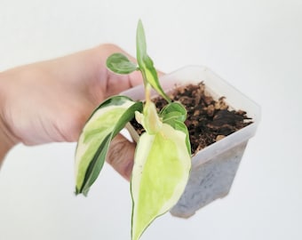 Philodendron ‘Gabby’ Sport – Rare Variegated Houseplant – LIVE Plant – FREE Priority Shipping