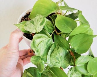 Variegated Heartleaf Philodendron (Hederaceum) – Fully Rooted Live Plant – Rare Aroid – FREE Priority Shipping