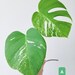 Variegated Monstera Albo Borsigiana Cutting, Rare Aroid, Albo Variegata, Rare Houseplants, Monstera Albo, Variegated Albo 