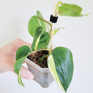 food for palm plants Palm Fertilizer Quart
